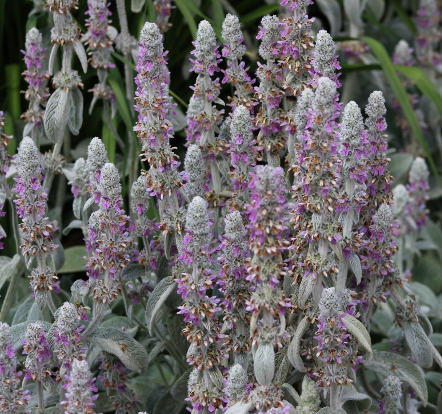 Чистец стахис