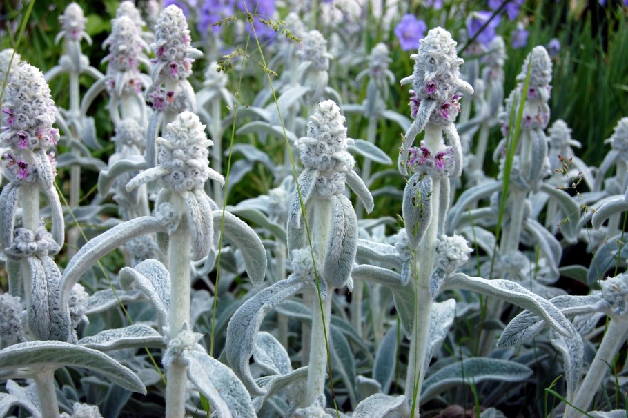 Чистец шерстистый (Stachys Lanata)