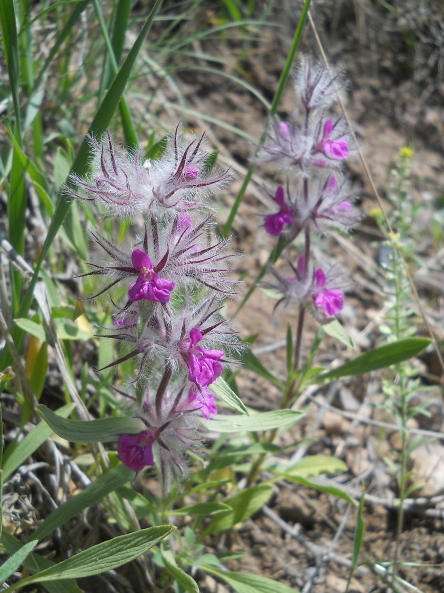 Чистец персидский