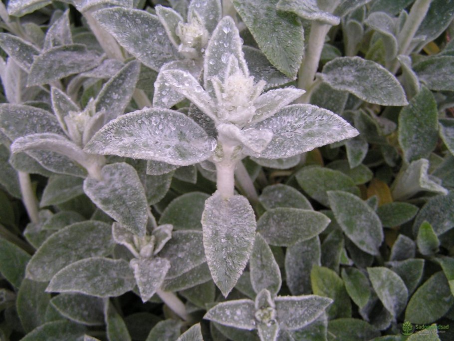 Стахис шерстистый Stachys byzantina