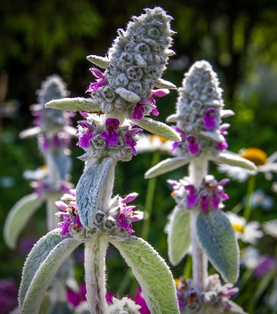 Стахис шерстистый