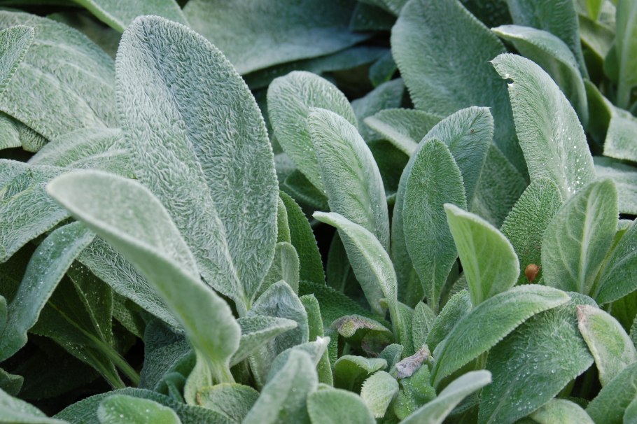 Чистец стахис