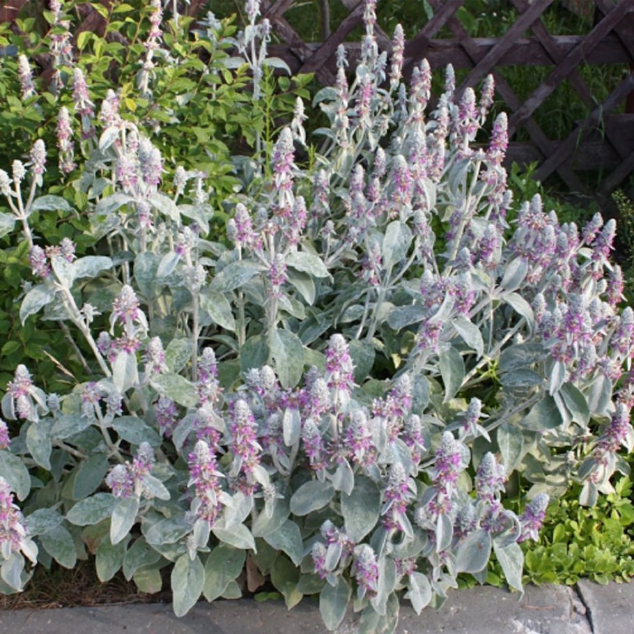 Чистец шерстистый и шалфей