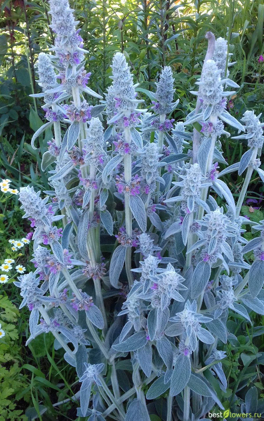 Чистец византийский стахис