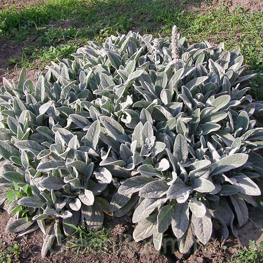 Чистец Византийский стахис