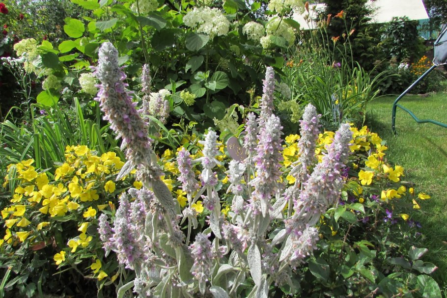 Чистец Византийский стахис