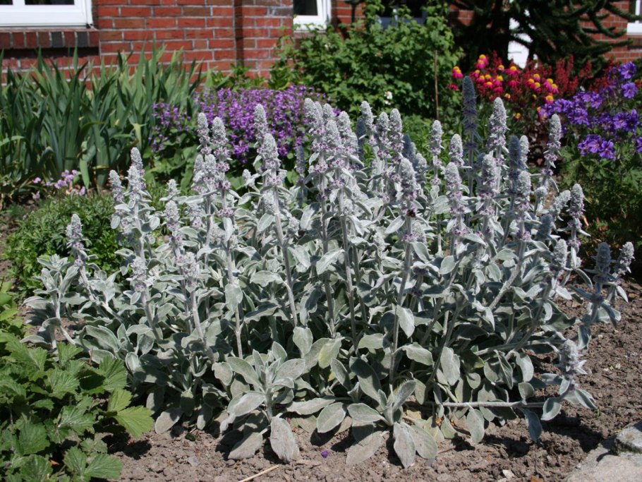 Чистец Сильвер карпет