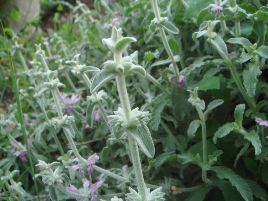 Чистец  morning blush (stachys)