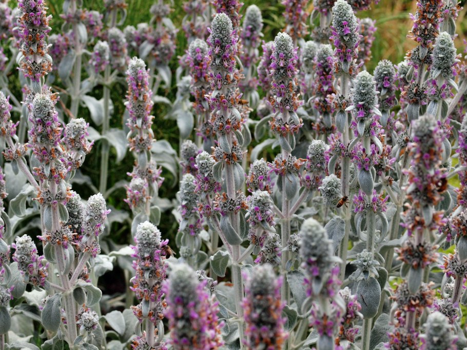 Буквица лекарственная Хуммело (Stachys officinalis Hummelo)