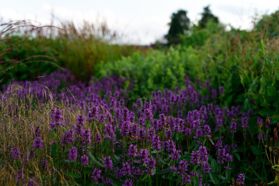Чистец Византийский стахис