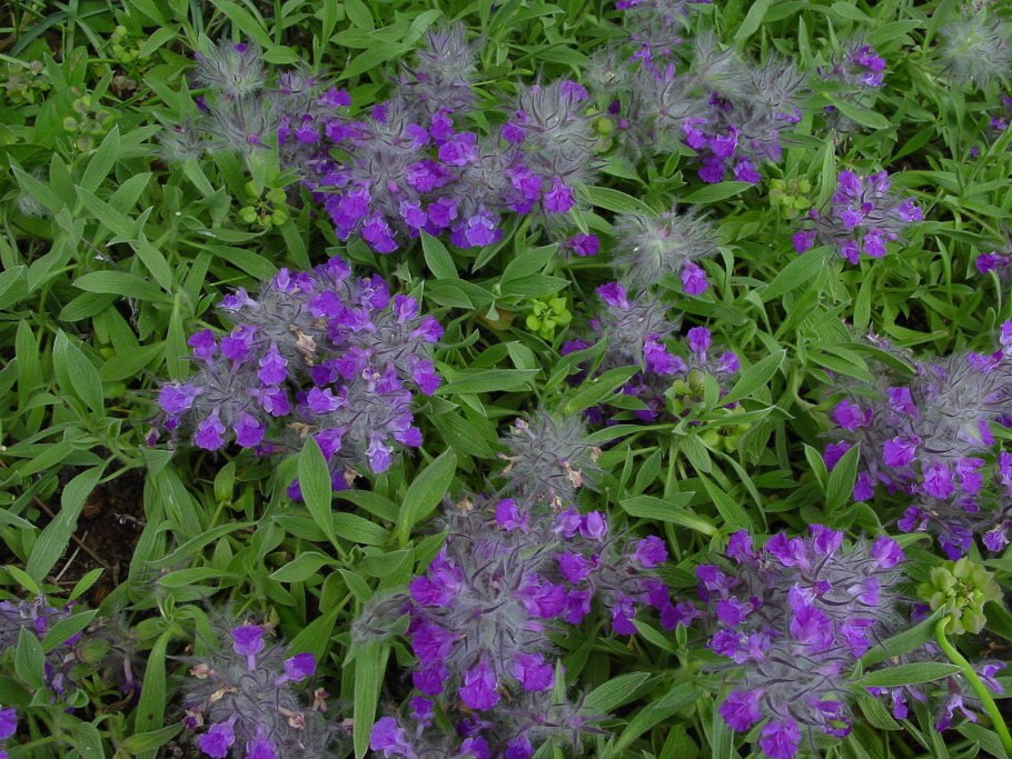 Стахис Византийский