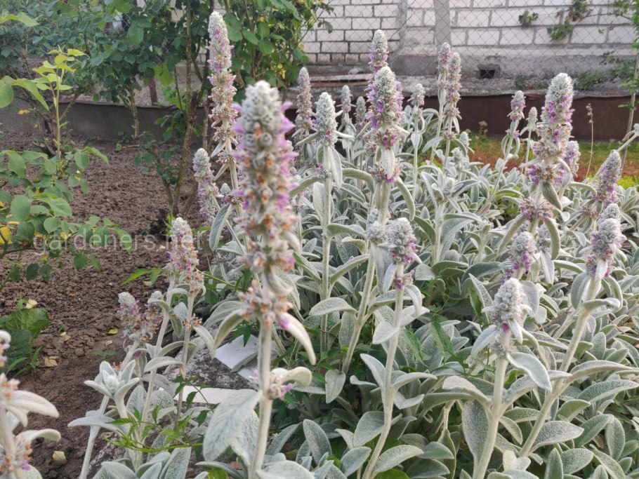 Чистец Византийский стахис