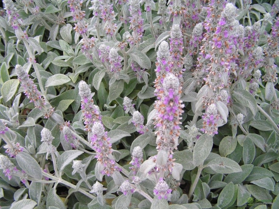 Чистец Византийский стахис