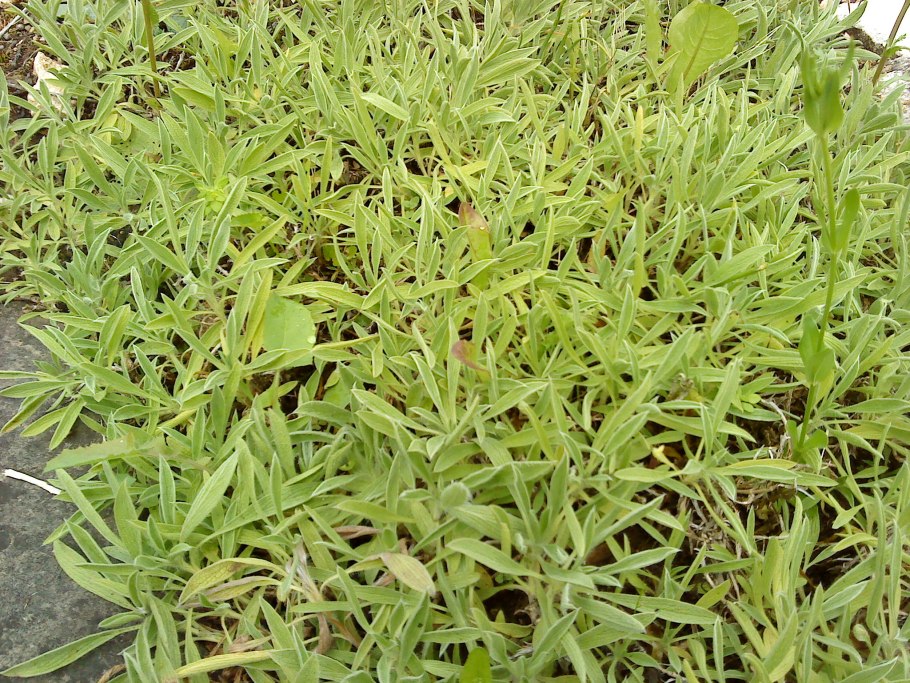 Сальвия пелиока