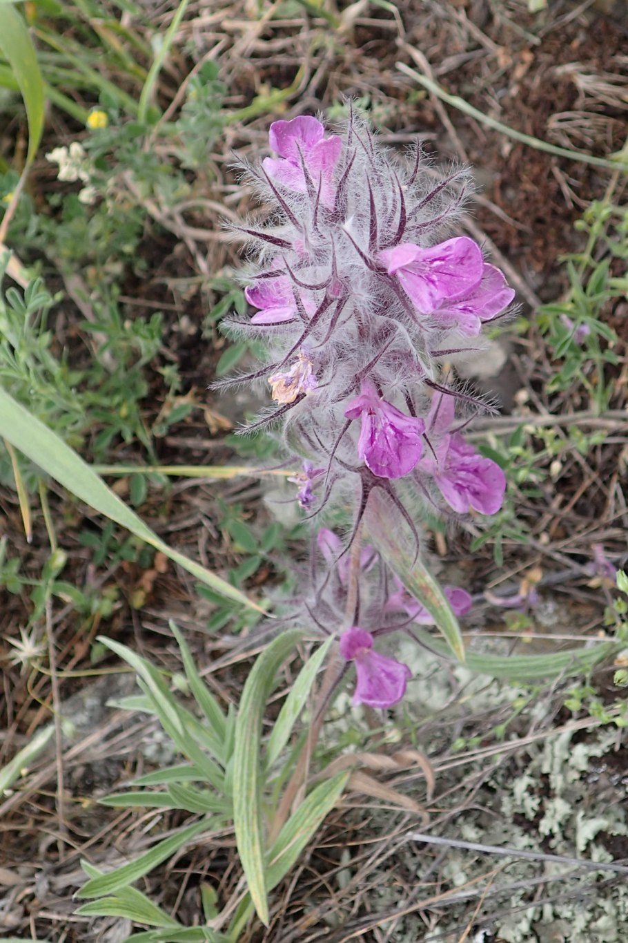Стахис Сильвер карпет