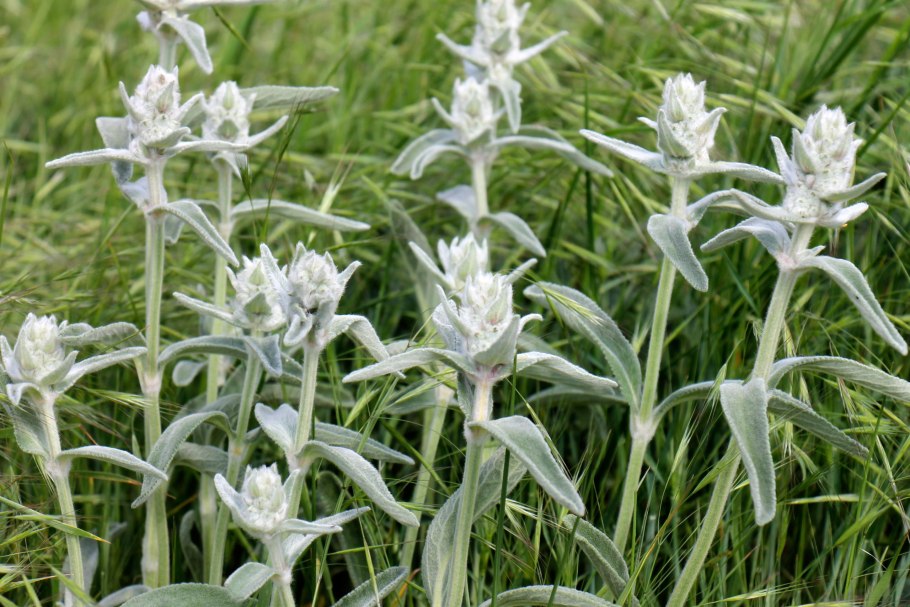 Чистец Византийский (Stachys byzantina)