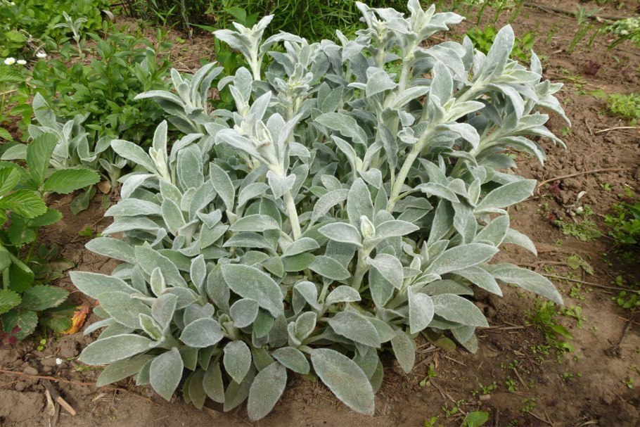 Чистец Византийский стахис