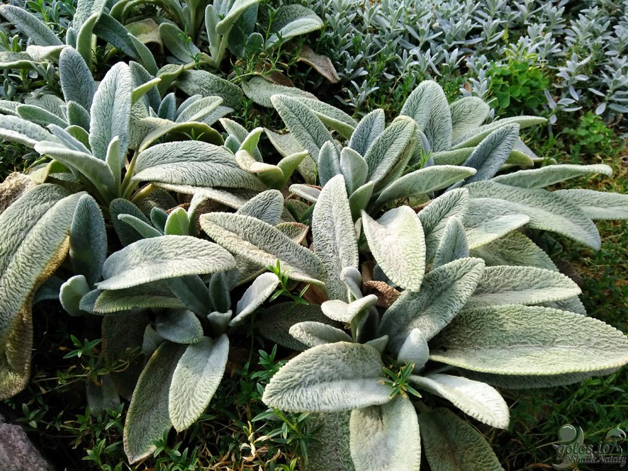 Стахис шерстистый чистец византийский