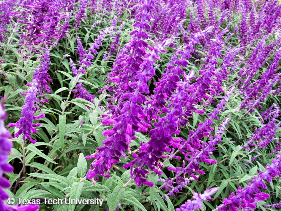 Стахис шерстистый чистец Византийский