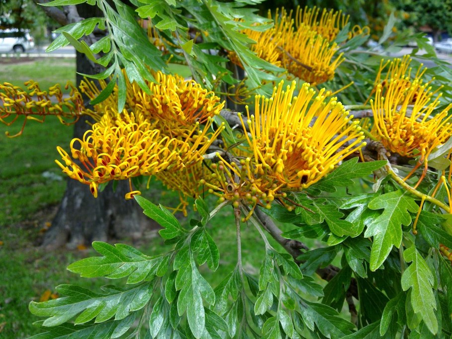 Гревиллея robusta