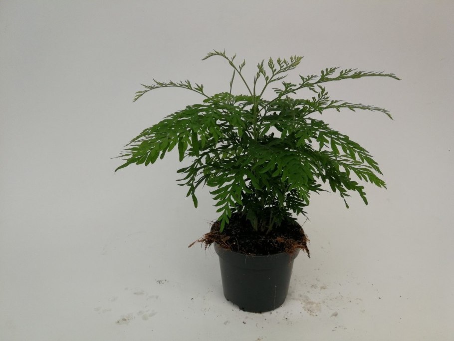 Grevillea juniperina -Гревиллея можжевеловая