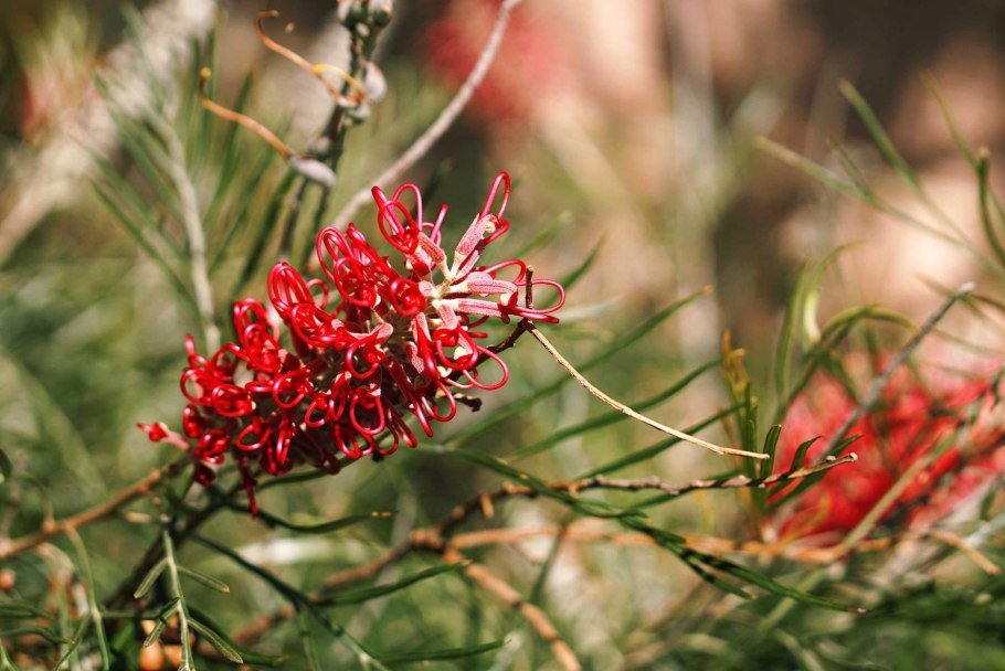 Гревиллея можжевеловая