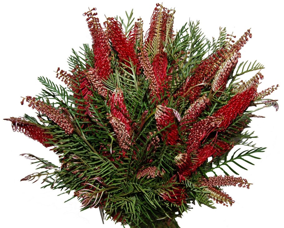 Гревиллея (Grevillea)