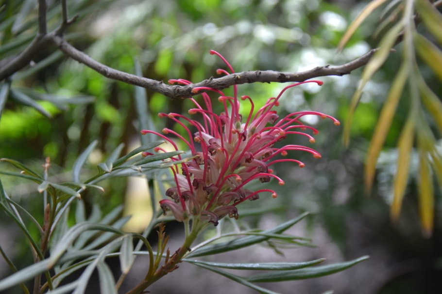 Растений Австралии Гревиллея