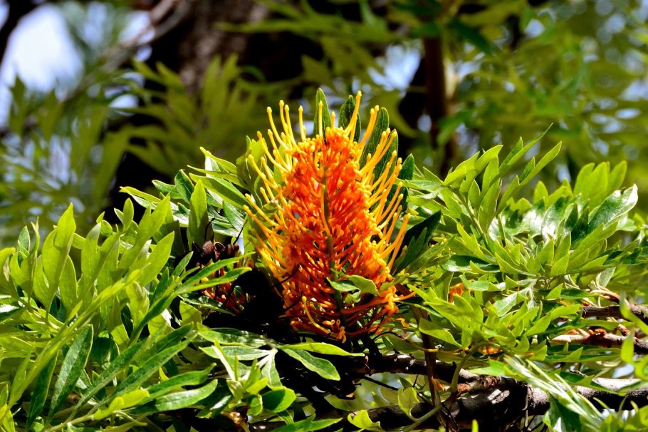 Гревиллея мощная