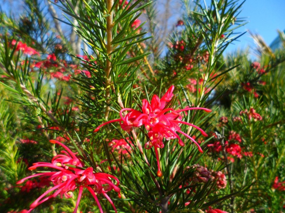 Гревиллея Джонсона