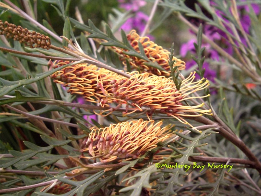 Grevillea robusta