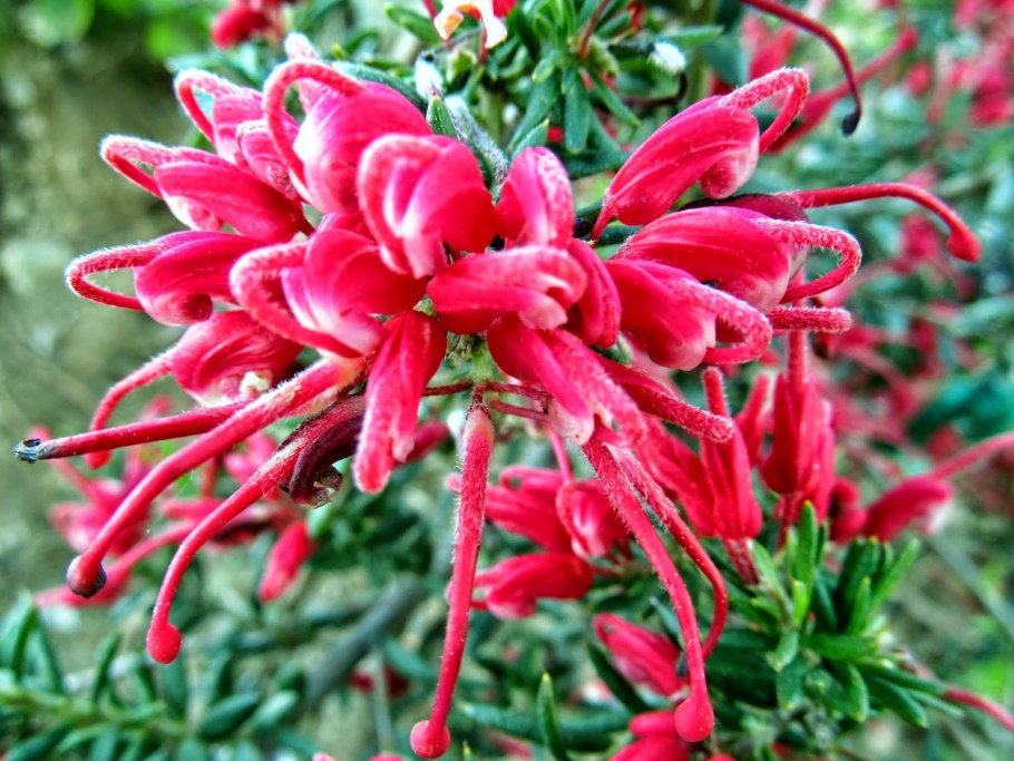 Гревиллея пустынная