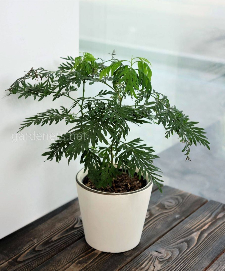 Гревиллея robusta