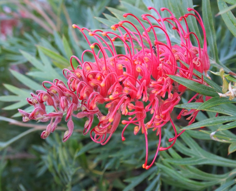 Гревиллея бенкса