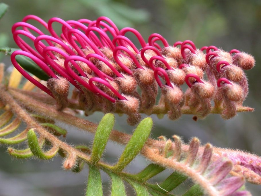 Grevillea caleyi