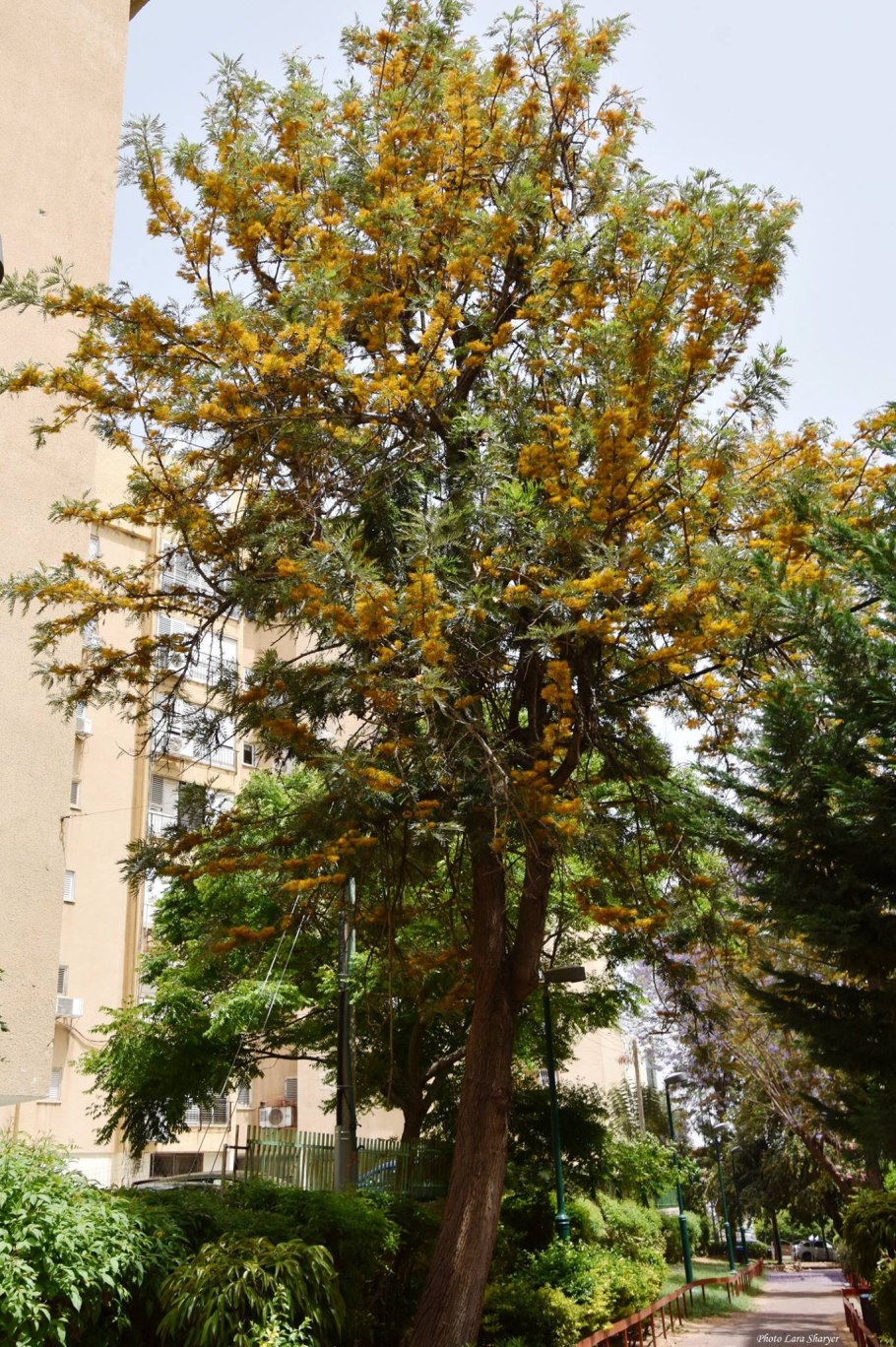 Гревиллея розмаринолистная