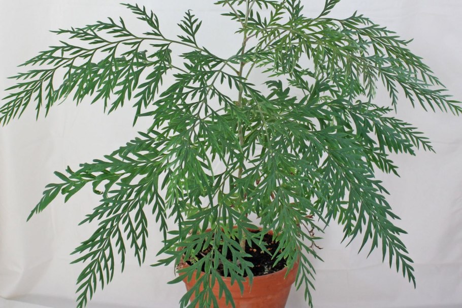 Гревиллея (Grevillea)