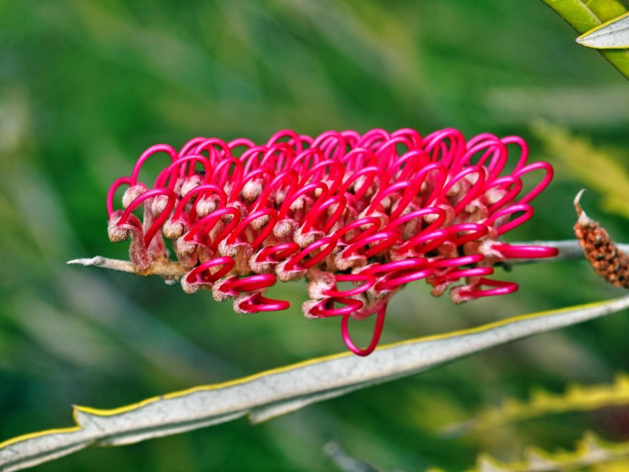 Гревиллея Робуста