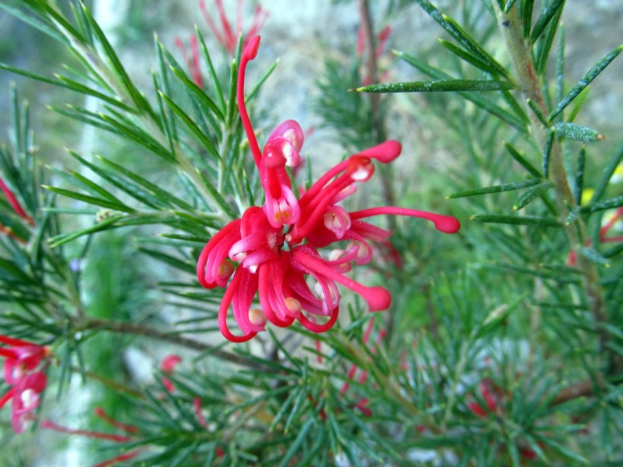 Гревиллея в Австралии