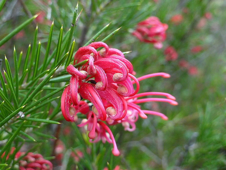 Гревиллея "цветок паука"