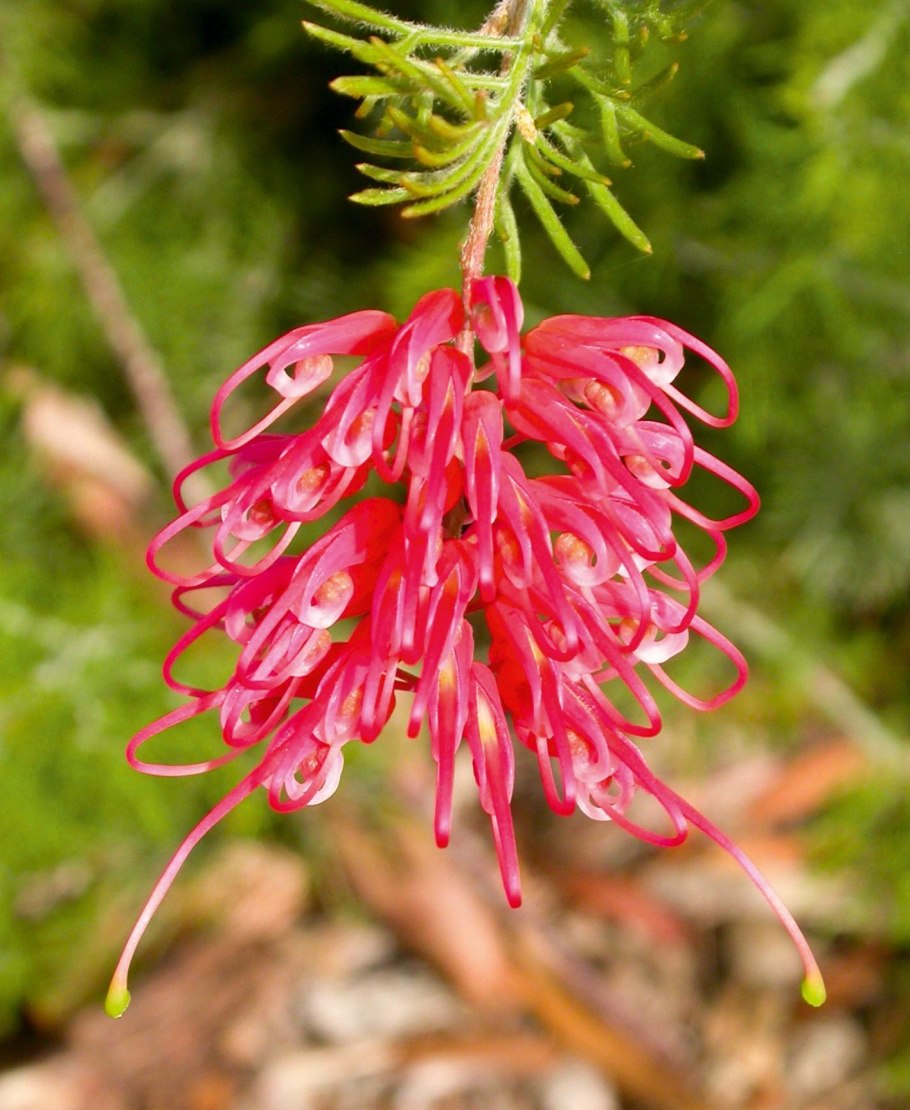 Гревиллея Робуста