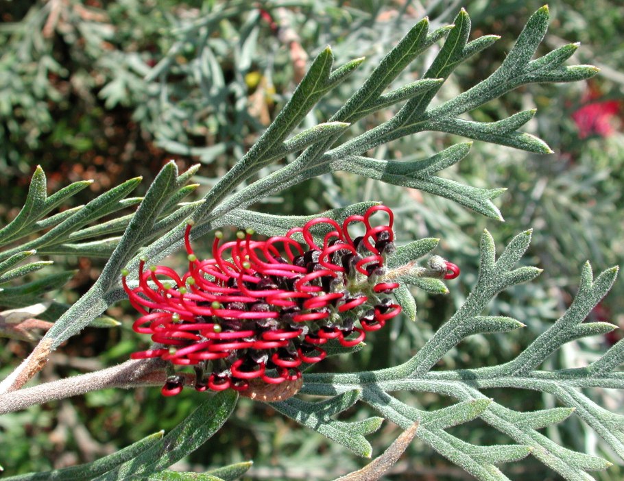 Grevillea juniperina