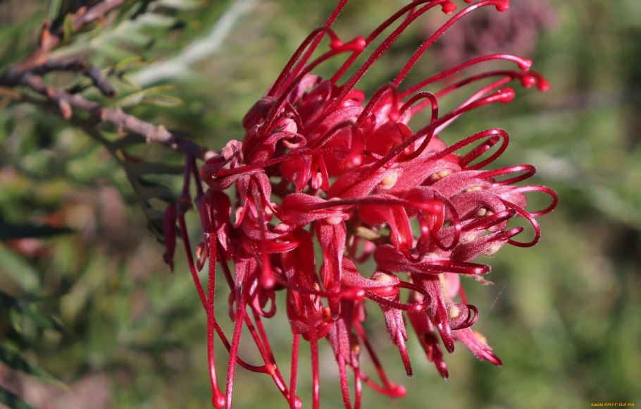 Гревиллея Бенкса (Grevillea banksii