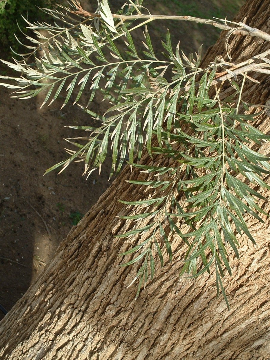 Фикус ржаволистный Банксия пассифлора Гревиллея.