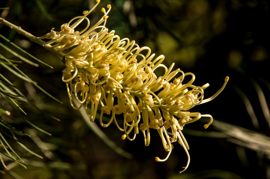 Гревиллея шерстистая Red Salento