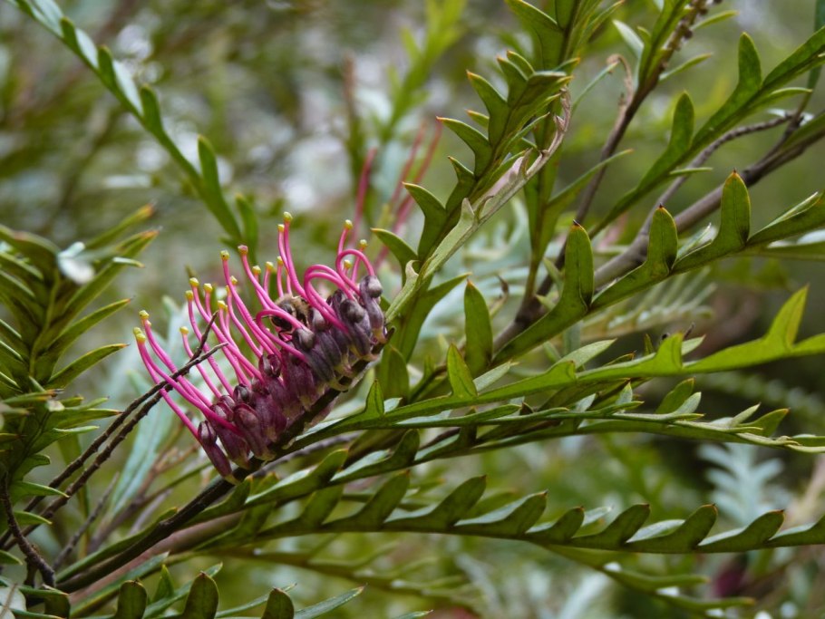Гревиллея Grevillea Fanfare