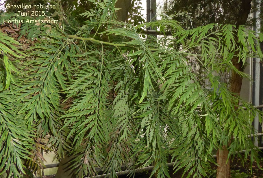 Гревиллея White