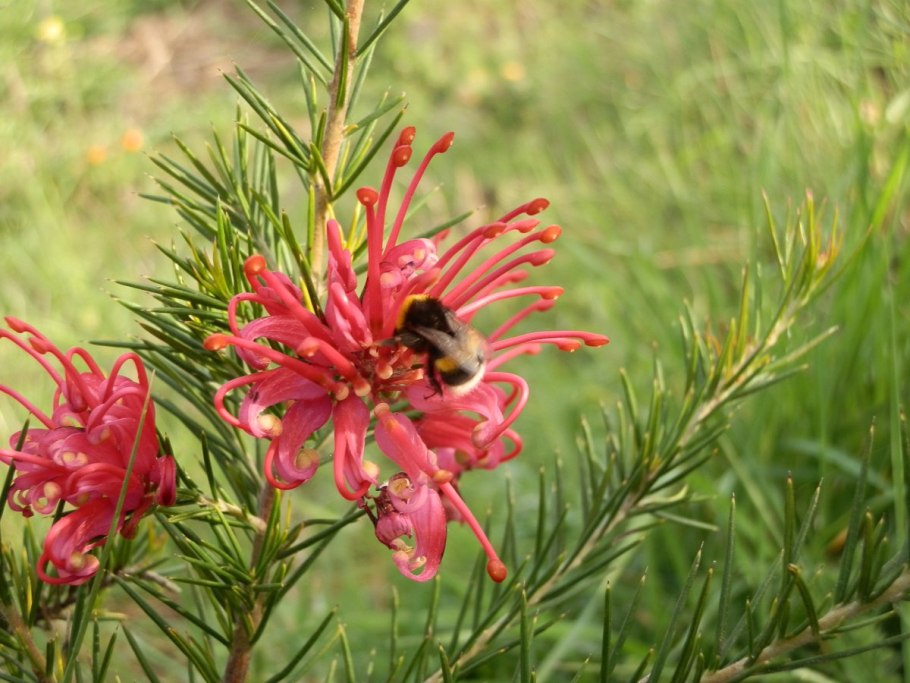 Цветок Седен