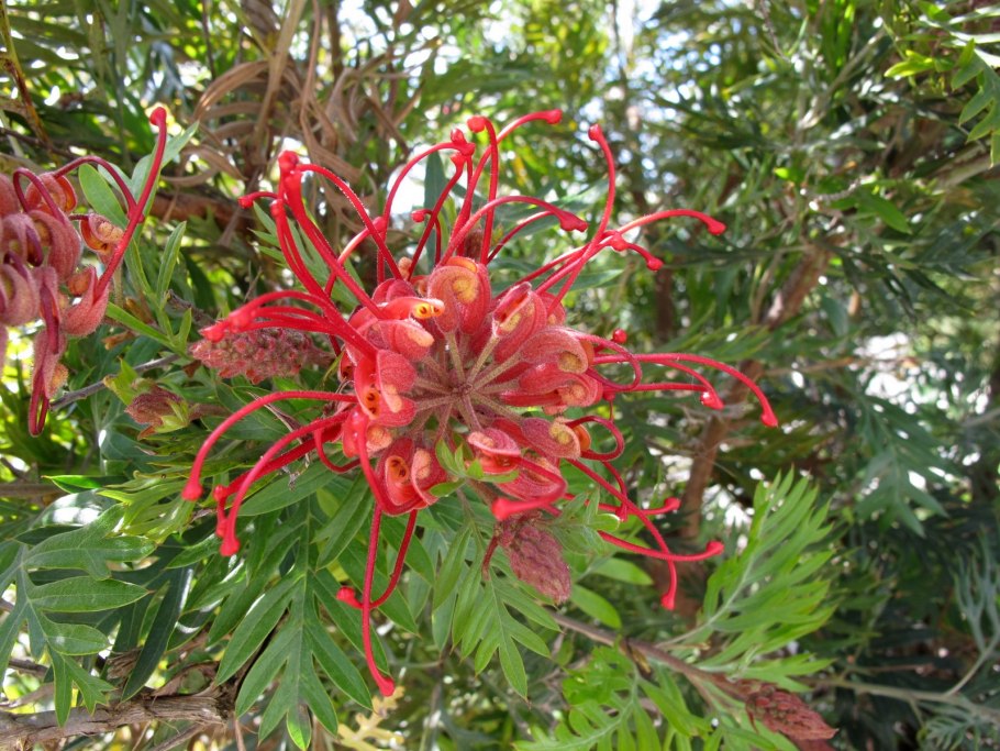 Гревиллея цветок