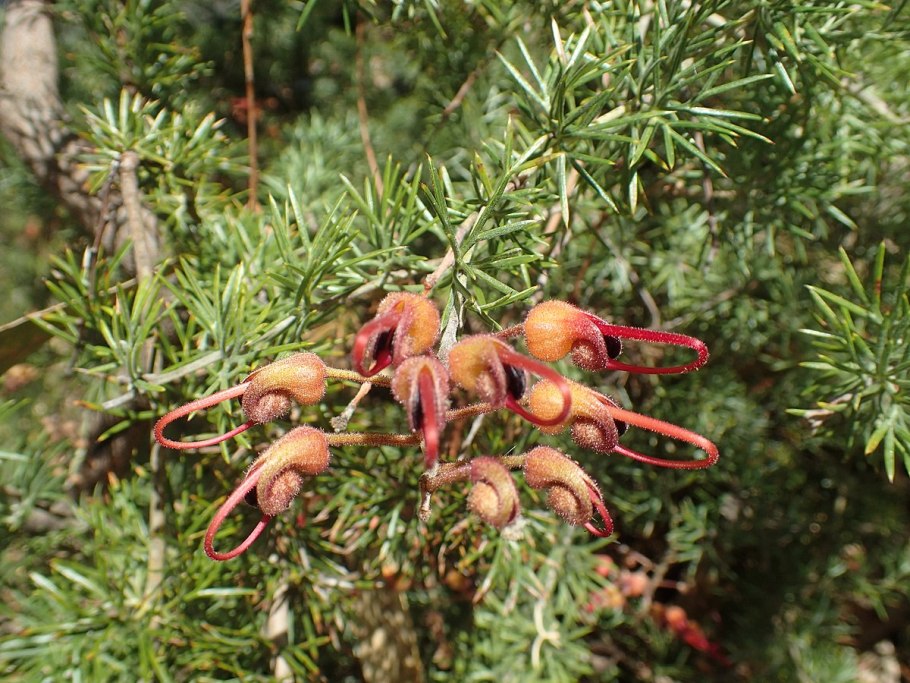 Grevillea 'Winpara Gem'